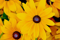 Fayetteville Daisy