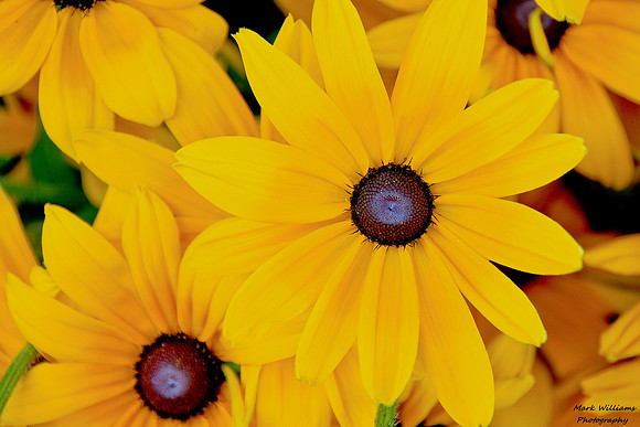 Fayetteville Daisy